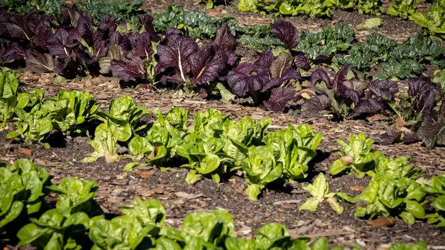 Rows of leafy greens in a garden