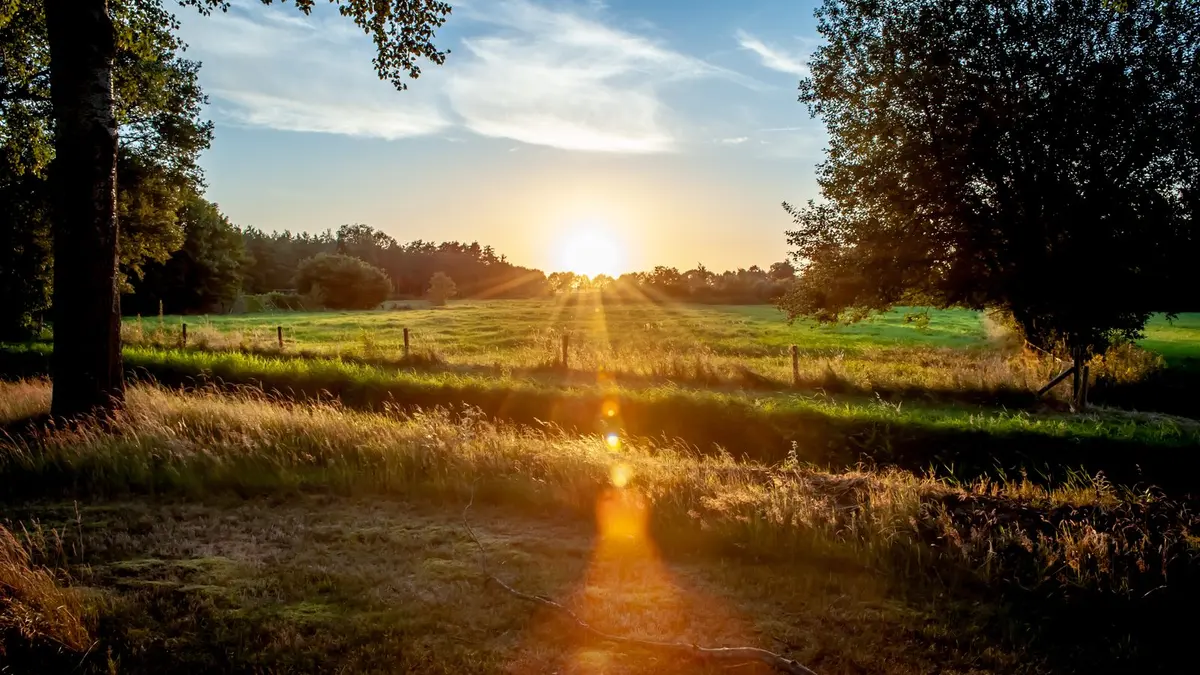 Golden hour over a green grass field