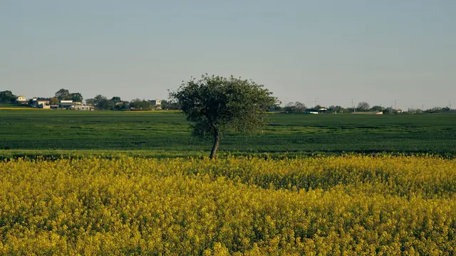 Lone tree in a canola field