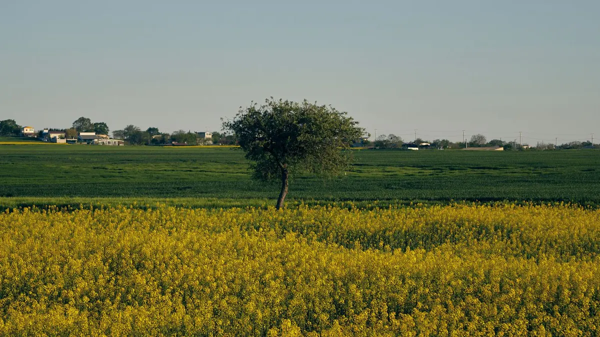 Lone tree in a canola field