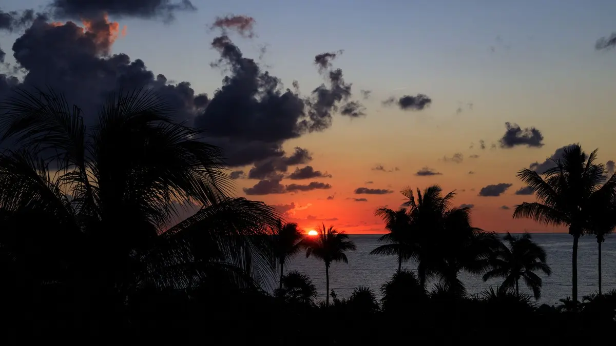 Tropical palm trees at beach sunset