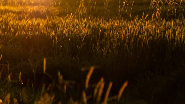 Summer meadow at golden sunset